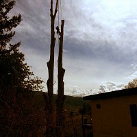 Poplars2