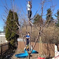 My Little Tree Climbers
